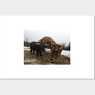 Scottish Highland Cattle Bull and Cow 2165 Posters and Art